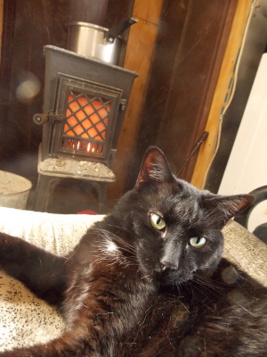 Wood stove cat