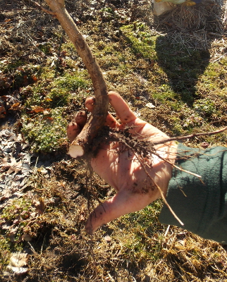 Hazel cutting