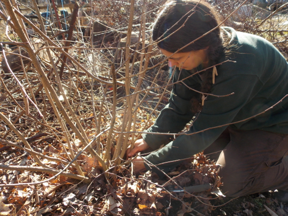 Propagating a hazel