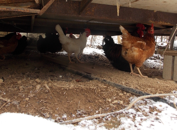 image of our flock of chickens hiding from the snow under an old camper