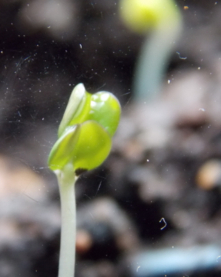 Broccoli seedling