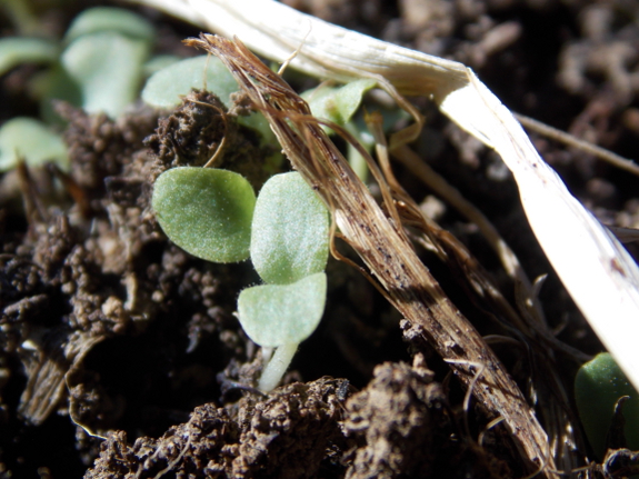 Lettuce seedlings