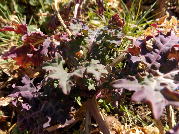 Red Russian kale