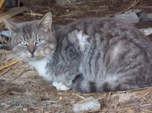 Barn cat