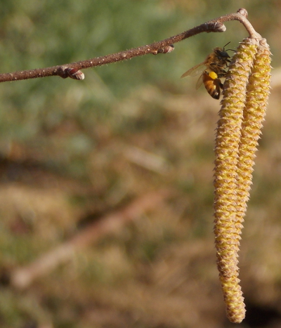 Honeybee on hazel