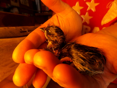 Second chick