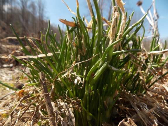 Chives