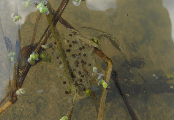 Chorus frog eggs