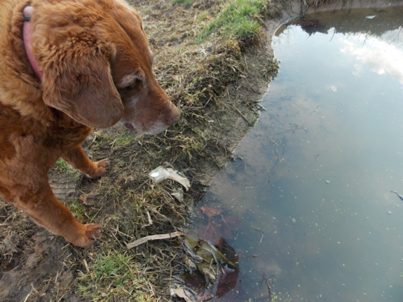 Dog looking in pond