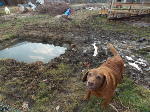 Muddy sky pond