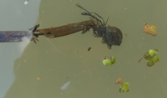 Snail and duckweed