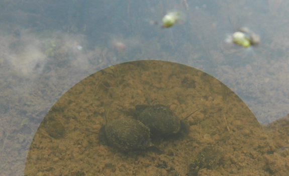 Water snails