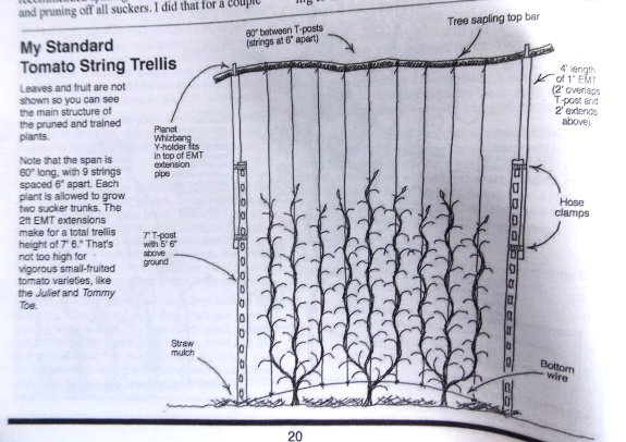 String tomato trellis