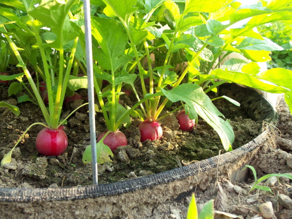 Tire garden bed