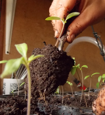 Repotting tomato