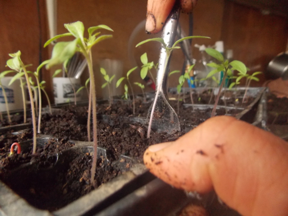 Repotting tomatoes