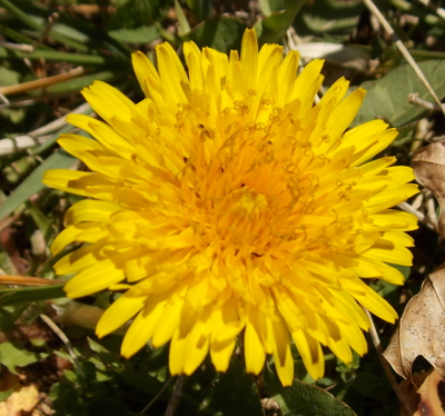 Dandelion