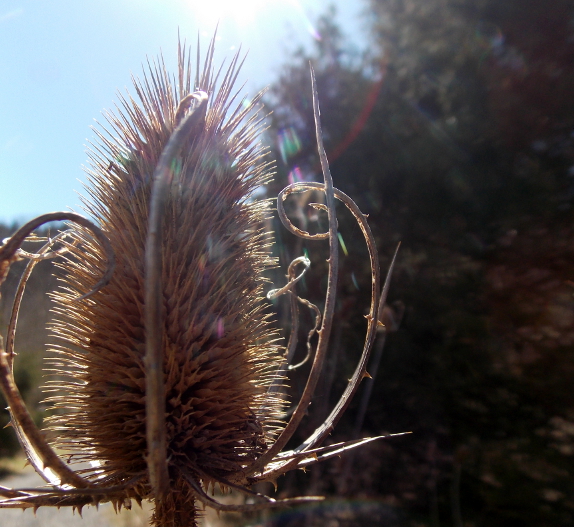 Teasel