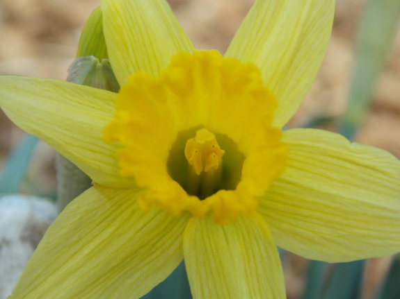 First daffodil