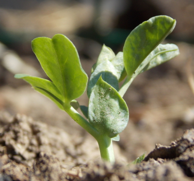 First pea sprout