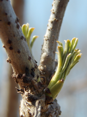 New elderberry leaves