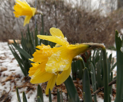 Snow on daffodils