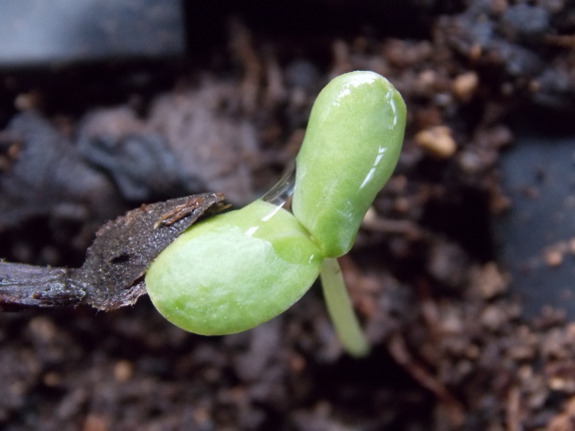 Zinnia seedling