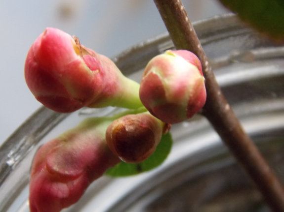 Forcing a quince flower