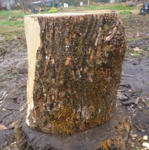 a log very hard to split