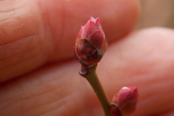 Blueberry buds