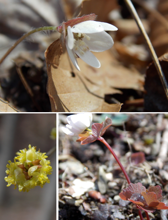 Spring flowers