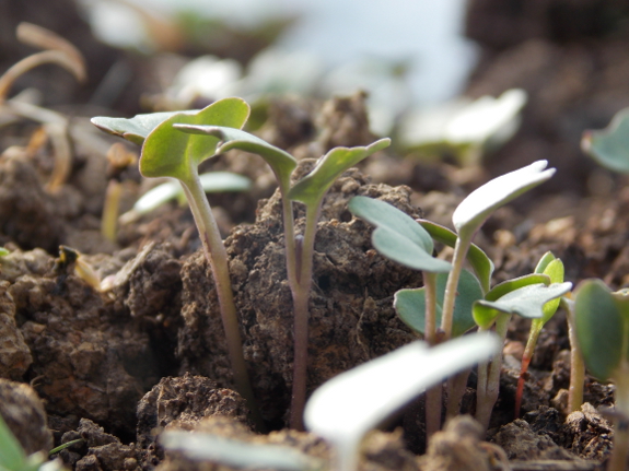 Broccoli seedlings