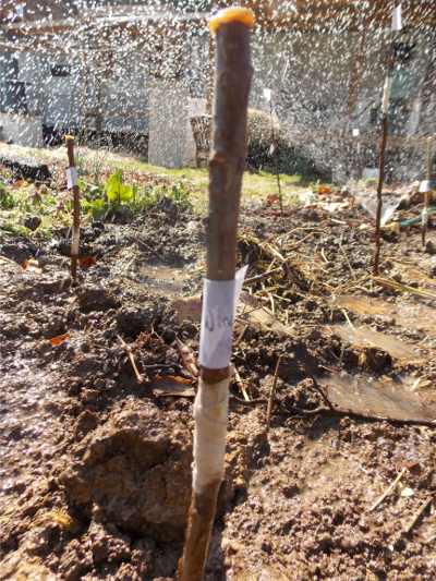 Watering in newly grafted apples