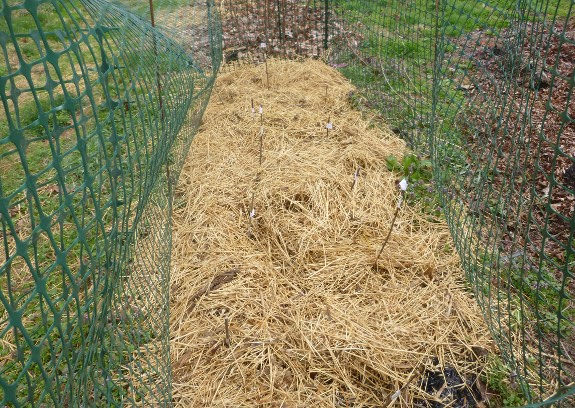 using old chicken feathers as mulch layer