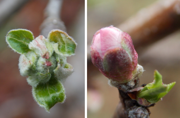 Apple and peach buds