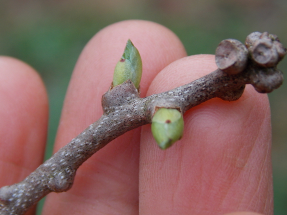 Hardy kiwi buds