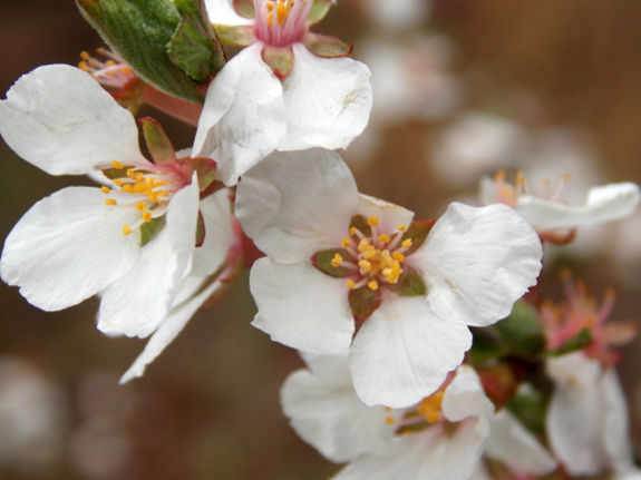 Nanking cherry flowers