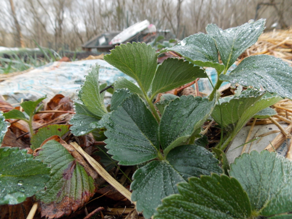 New strawberry leaves