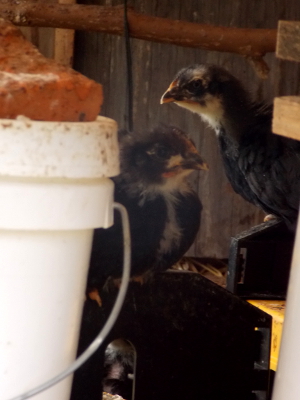 Month-old chicks