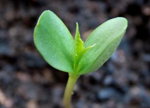 Apple seedling