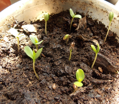 Sprouting apple seeds