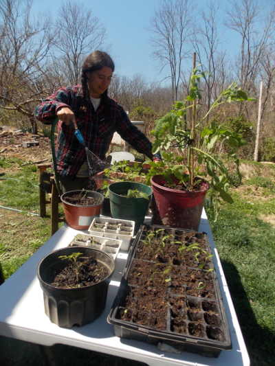 Hardening off tomatoes