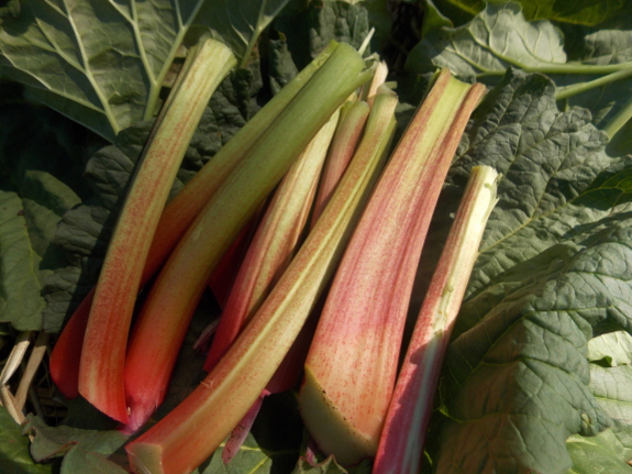 Rhubarb