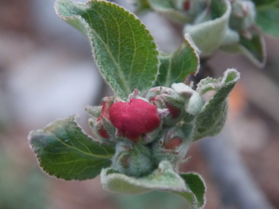 Apple flower buds