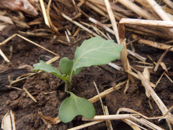 Cabbage transplant