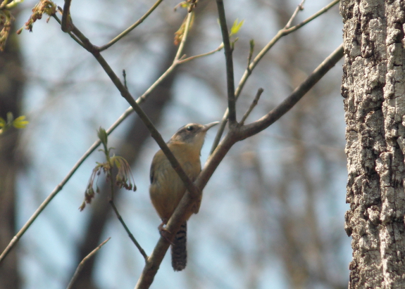 Carolina wren