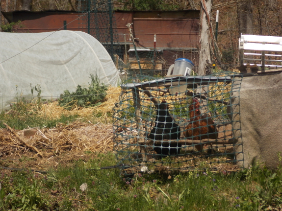 Chicken tractor in the garden