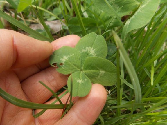 Four-leaf clover