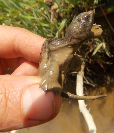 Baby snapping turtle