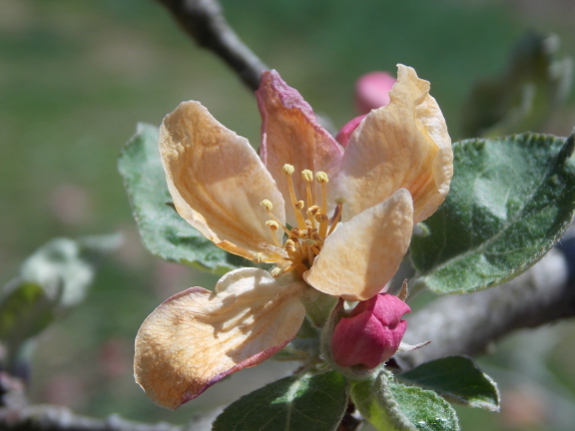 Frozen apple blossom